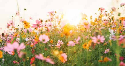 光の中に咲く花畑